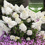 Hydrangea paniculata 'Bobo', Гортензія волотиста 'Бобо',C2 - горщик 2л, фото 4