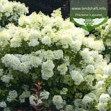 Hydrangea paniculata 'Bobo', Гортензія волотиста 'Бобо',C2 - горщик 2л, фото 5