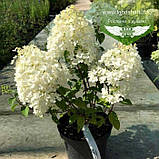 Hydrangea paniculata 'Bobo', Гортензія волотиста 'Бобо',C2 - горщик 2л, фото 6