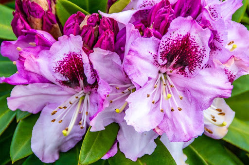 Рододендрон гібридний Pfauenauge 2 річний, Рододендрон гібридний Пфаенаже, Rhododendron Pfauenauge