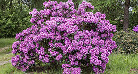 Рододендрон гібридний Pfauenauge 2 річний, Рододендрон гібридний Пфаенаже, Rhododendron Pfauenauge, фото 3