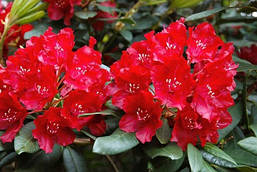 Рододендрон гібридний Tarragona 2 річний, Рододендрон гібридний Таррагона, Rhododendron Tarragona, фото 5