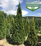 Thuja occidentalis 'Smaragd', Туя західна 'Смарагд',WRB - ком/сітка,H180+ см, фото 4