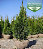 Thuja occidentalis 'Smaragd', Туя західна 'Смарагд',WRB - ком/сітка,H180+ см, фото 6