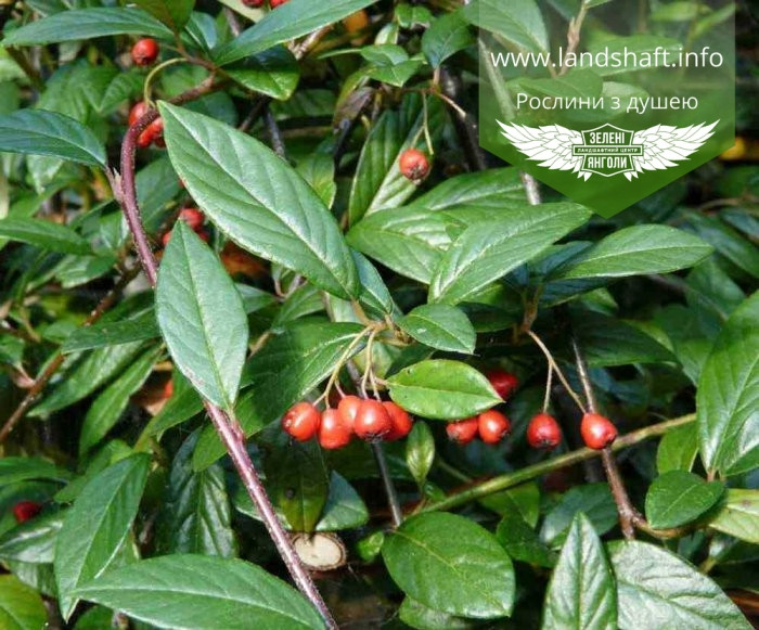 Cotoneaster salicifolius 'Parkteppich', Кизильник верболистий 'Парктеппіх',P9 - горщик 9х9х9 - фото 2 - id-p1221626941