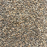 Семена фацелии медоносной (1 кг), отличная сидератная культура