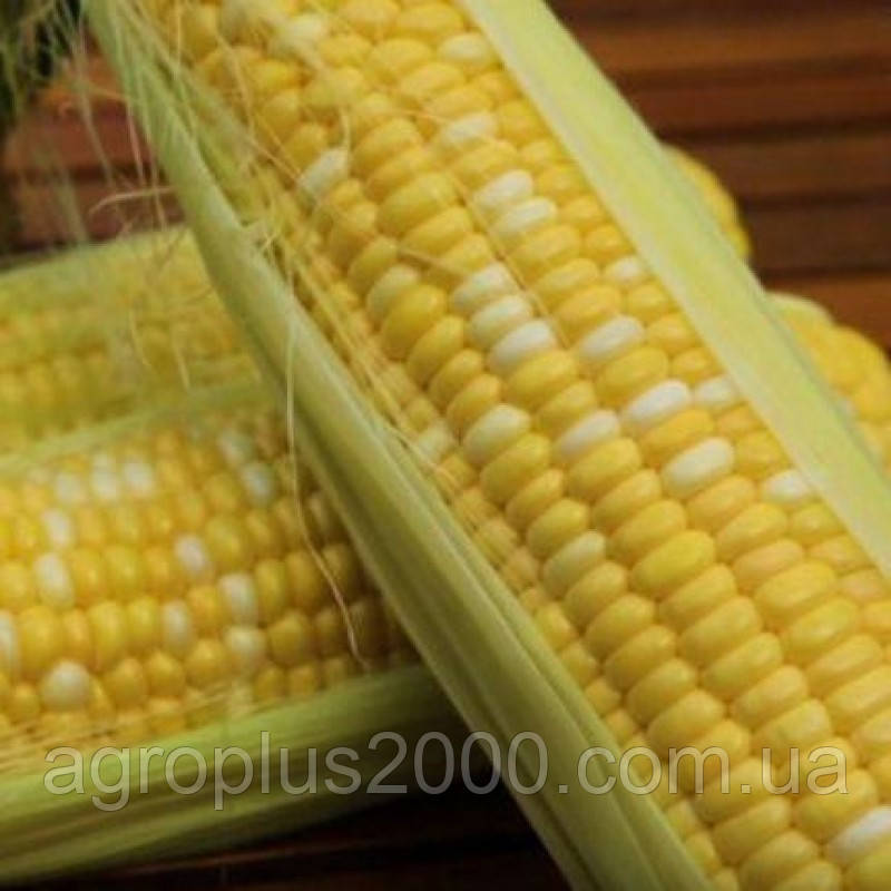 Насіння Кукурудза цукрова біколор Ракель F1, 500 насінин Clause Добрі Сходи