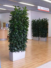 Фікус Бокальчатоприлистниковий (Ф. Циатистипула) Кімнатна рослина h=25-40 див. Ø=P9