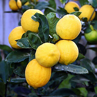 Саженцы лимона Новогрузинский -крупноплодный, урожайный, неприхотливый