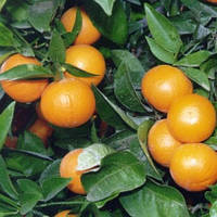 Саженцы мандарина Клементин, гибрид мандарина и апельсина, сладкий