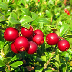 Саджанці Брусники Ред Кенді (Red Candy) — середня, врожайна