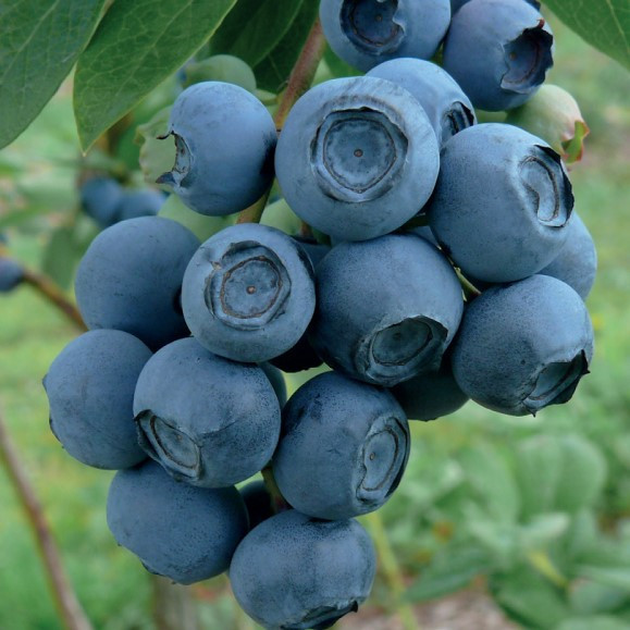 Саджанці Блакитники Рубель (Rubel) — середня, врожайна, зимовостійка