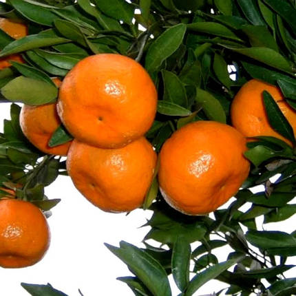 Саджанці мандарина Міхо Васі (Citrus Miho Wase), фото 2