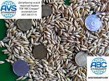 Сорт врожайного озимого шестирядного ячменю Селена Стар / Еліта