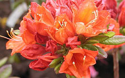 Рододендрон листопадний Feuerwerk 3 річний, Рододендрон листопадний Феєрверк, Rhododendron Feuerwerk, фото 5