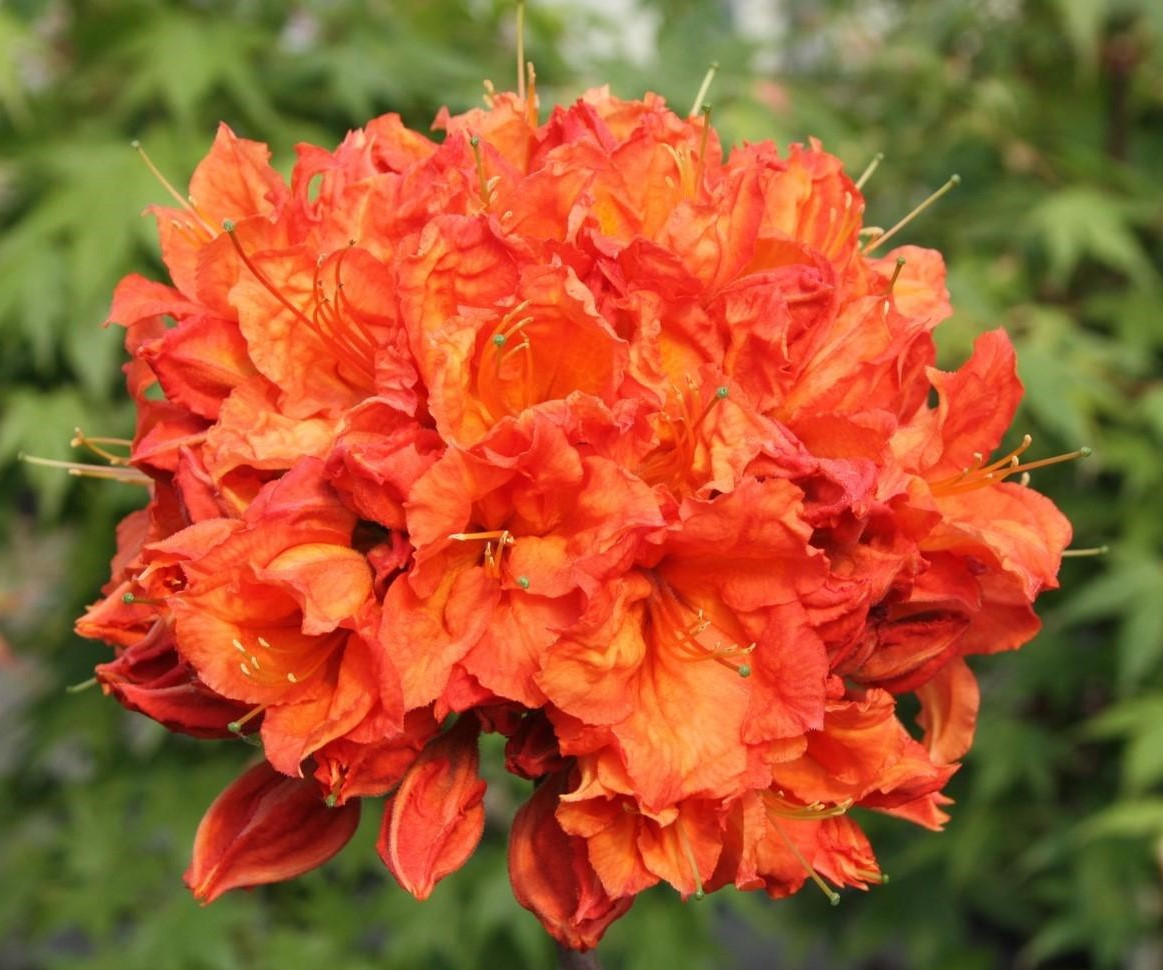 Рододендрон листопадний Feuerwerk 3 річний, Рододендрон листопадний Феєрверк, Rhododendron Feuerwerk