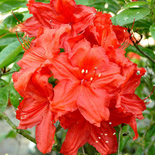 Рододендрон листопадний Feuerwerk 3 річний, Рододендрон листопадный Фейерверк, Rhododendron Feuerwerk - фото 6 - id-p1256841752