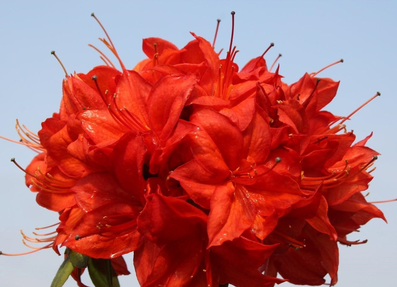 Рододендрон листопадний Parkfeuer 3 річний, Рододендрон листопадний Паркфейер, Rhododendron Parkfeuer