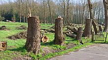 Очищення ділянки від дерев. Прибирання території. Демонтаж
