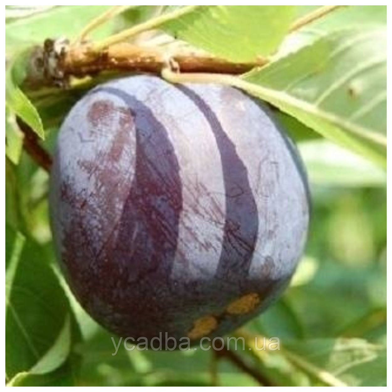 Диплоїдна слива Дофрі Сандра (середньо-пізня), фото 1