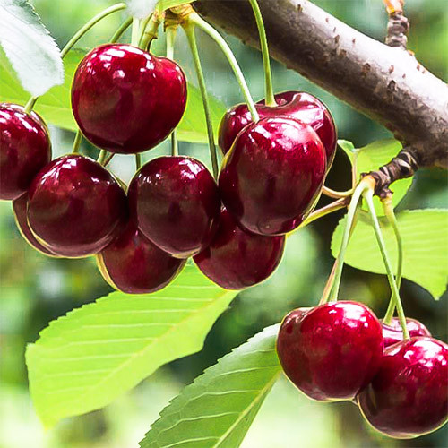 Саджанці вишні "Ерді Бетермо" (середньоранній сорт), фото 1