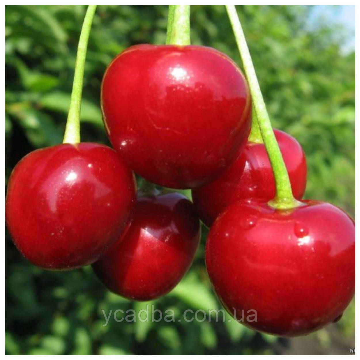 Вишня Панді (середньостигла), фото 1