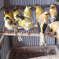 Курча канарка