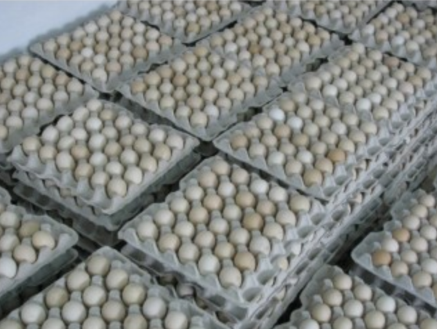 Інкубаційне яйце бройлера росс 708 (Україна) Польща