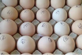 Інкубаційне яйце бройлера КОББ 500 (Чехія), фото 1