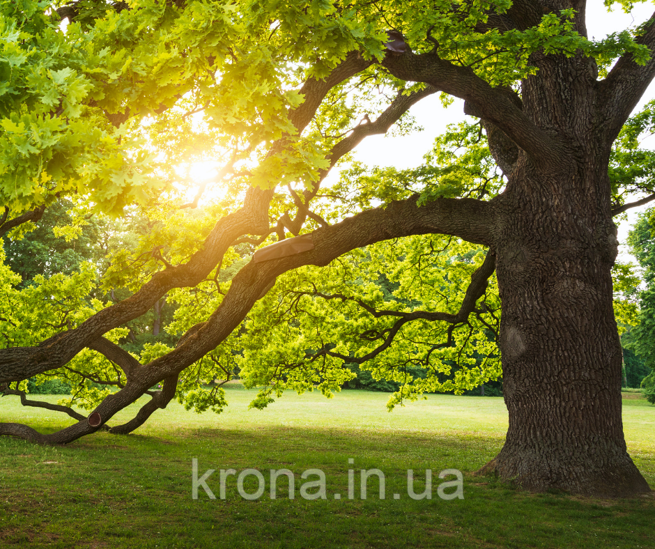 Куплю ствол дерева-акація, горіх, платан, дуб, в'яз