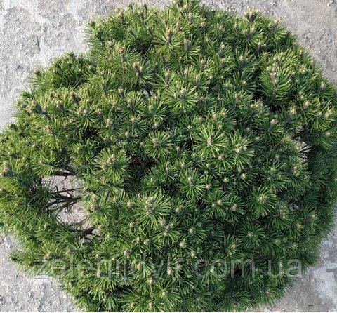 Сосна гірська Hesse (30-35 см ) / Сосна горная Хессе, Pinus mugo Hesse - фото 1 - id-p1257640367