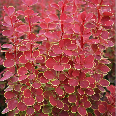 Барбарис Тунберга Orange Sunrise 3 річний, Барбарис Тунберга Оранж Санрайз, Berberis thunbergii Orange Sunrise, фото 1
