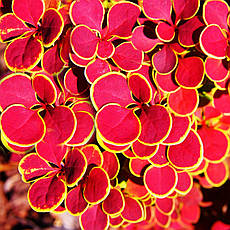 Барбарис Тунберга Orange Sunrise 3 річний, Барбарис Тунберга Оранж Санрайз, Berberis thunbergii Orange Sunrise, фото 4