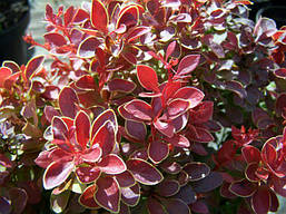 Барбарис Тунберга Red Bird 2 річний, Барбарис Тунберга Ред Бірд, Berberis thunbergii Red Bird, фото 6