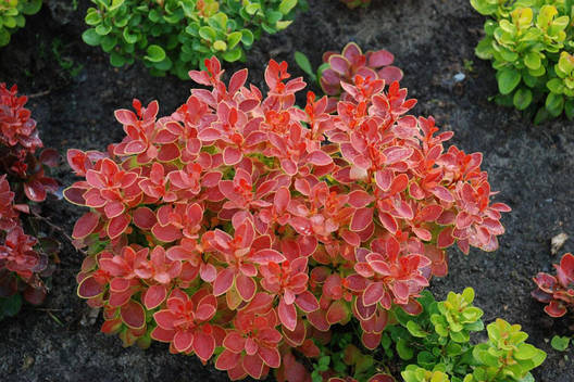 Барбарис Тунберга Red Bird 2 річний, Барбарис Тунберга Ред Бірд, Berberis thunbergii Red Bird, фото 1