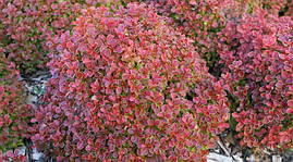 Барбарис Тунберга Red Bird 2 річний, Барбарис Тунберга Ред Бірд, Berberis thunbergii Red Bird, фото 3