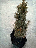 Тис Stricta Viridis  до 50см, фото 3