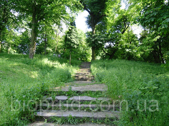 Паркові сади., фото 1