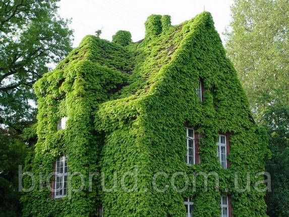 Архітектура., фото 1