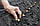 Цибуля сіянка тиканка Штутгартен Різен фракція №4 24-30 мм, фото 7