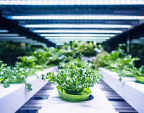 Фитолампы, фитосветильники для рослин