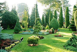 Озеленення та лад присадибної ділянки.