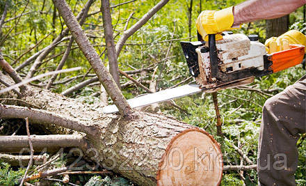 Спиливание деревьев, обрезка веток, корчевка пней - фото 7 - id-p679059