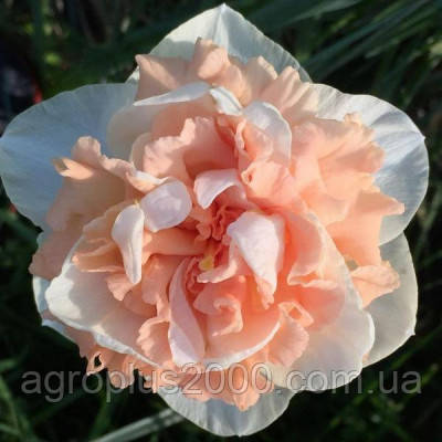 Луковиця Нарцис Флавер Сюрпрайз Flower Surprise 12/14