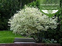 Cornus alba 'Elegantissima', Дерен білий 'Елегантіссіма',C5 - горщик 5л