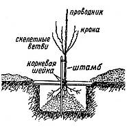 Правила посадки плодовых деревьев