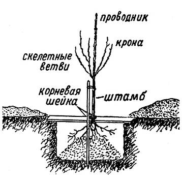 Правила посадки плодовых деревьев