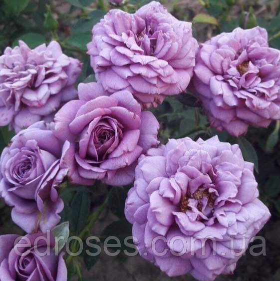 Спрей бузковий, фото 1