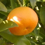 Ефірне масло Мандарина 10 мл