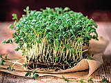Семена на микрозелень — круглогодичная витаминная бомба на подоконнике. 